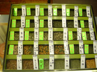 ����葵�������t�̌��{�B