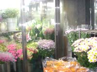 �V�N�Ȃ��Ԃ��A���������Ă܂��B